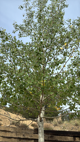 quaking aspen