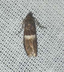 Elegia similella