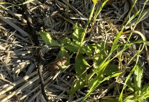 Boreal Chorus Frog