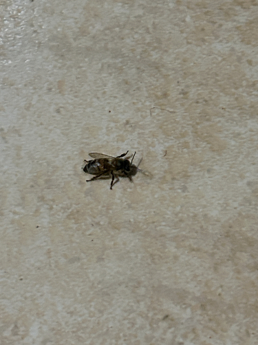 Western Honey Bee