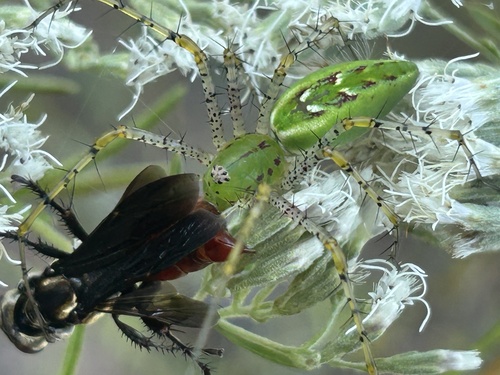 Green Lynx Spider
