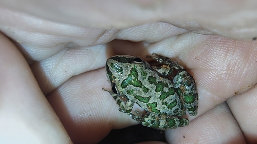 Spotted Chorus Frog