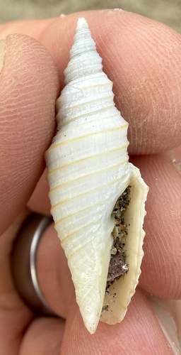 Subcancilla hindsii, 2026-09-20