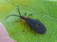 Leptoceletes basalis