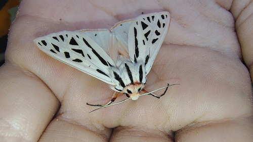 Arge Moth