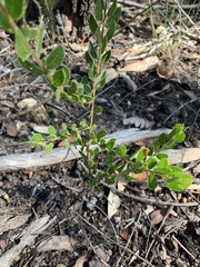 Acacia hispidula