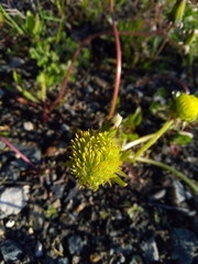 Taraxacum officinale
