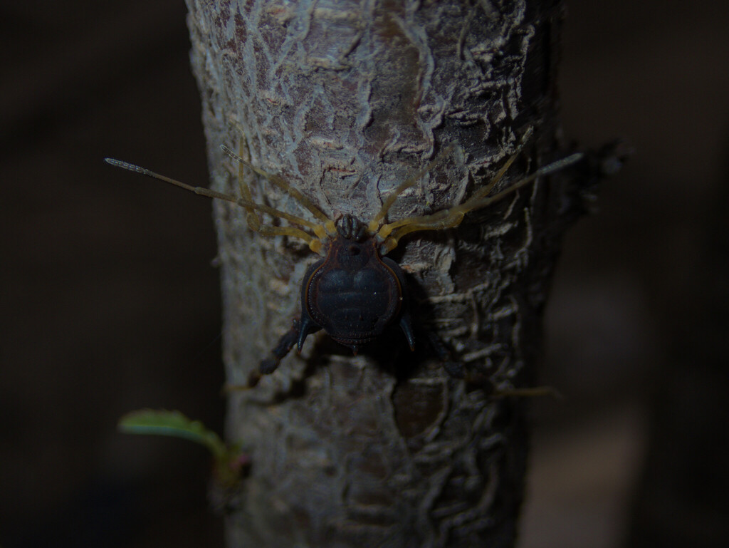 Calcarogyndes calcar