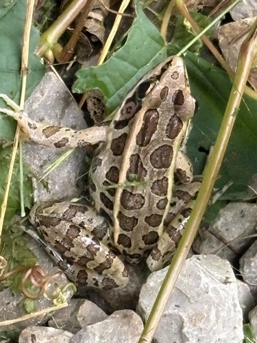 Pickerel Frog