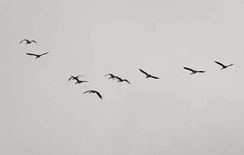 Canada Goose