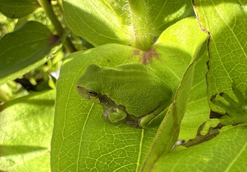 Gray Treefrog