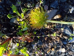 Taraxacum officinale