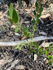 Acacia hispidula