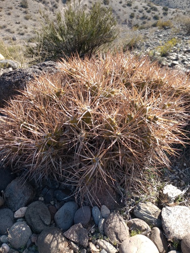 Maihueniopsis platyacantha