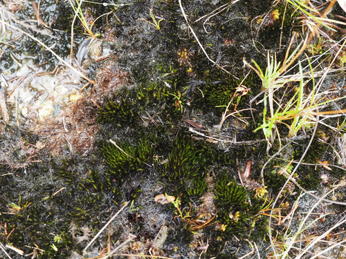 Campylopus atrovirens observed 2026-09-20