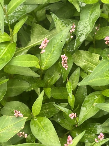low smartweed