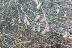 Crotalaria eremaea