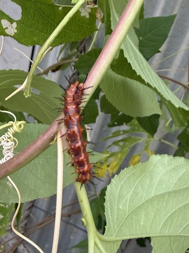 Gulf Fritillary