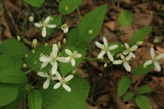 Clematis terniflora mandshurica