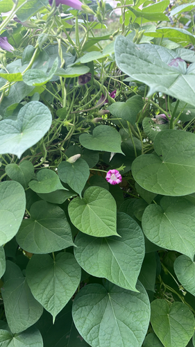 common morning-glory