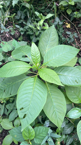 American pokeweed