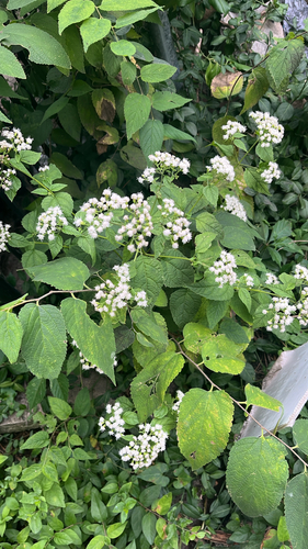 white snakeroot