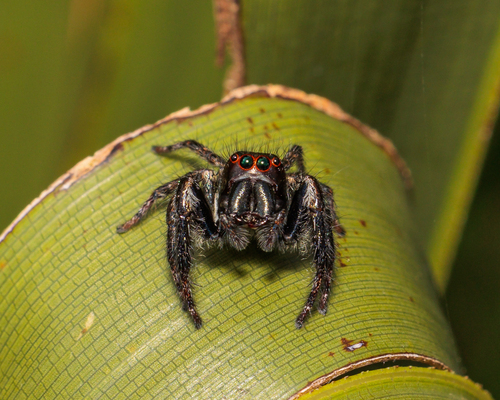 Carrhotus viduus