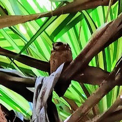 Otus lempiji