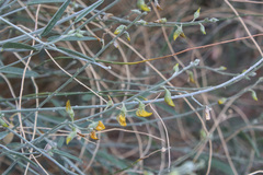 Crotalaria eremaea
