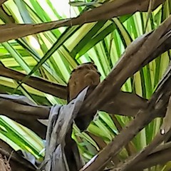 Otus lempiji
