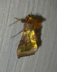 Diachrysia chrysitis