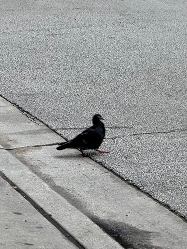 Feral Pigeon