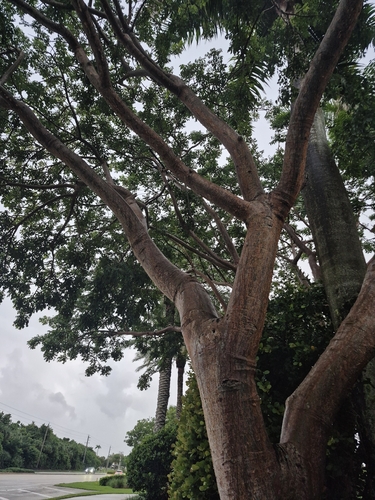 Gumbo Limbo