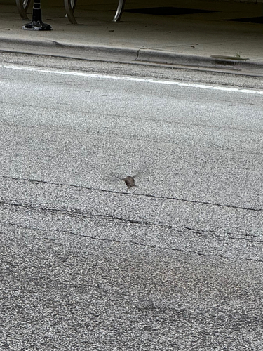 House Sparrow