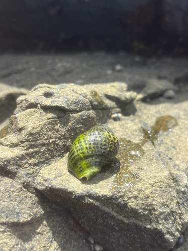 Acanthina punctulata observed 2026-09-21