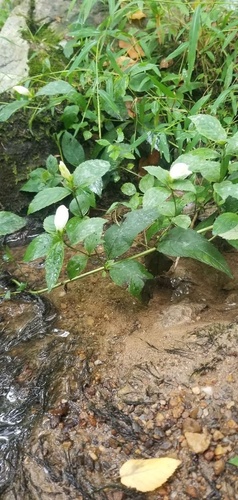 white turtlehead