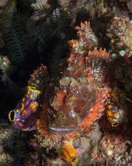 Scorpaenopsis oxycephalus