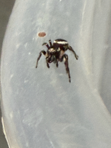 Bronze Jumping Spider