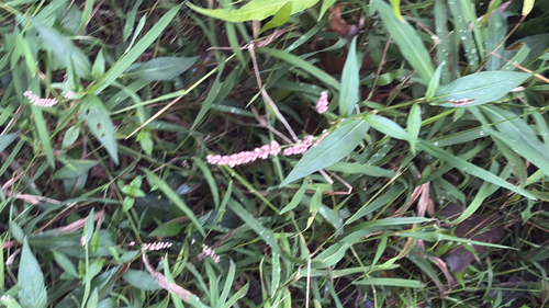 low smartweed
