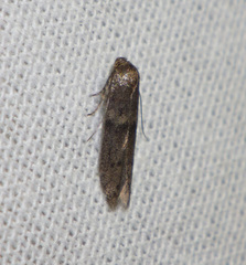 Blastobasis phycidella