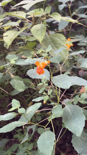 common jewelweed