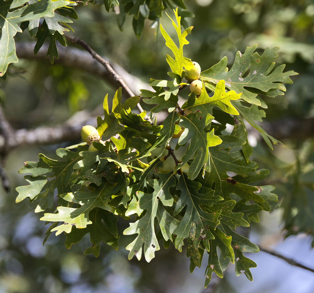 Quercus alba; photograph (c) Lauren McLaurin, some rights reserved (CC BY)