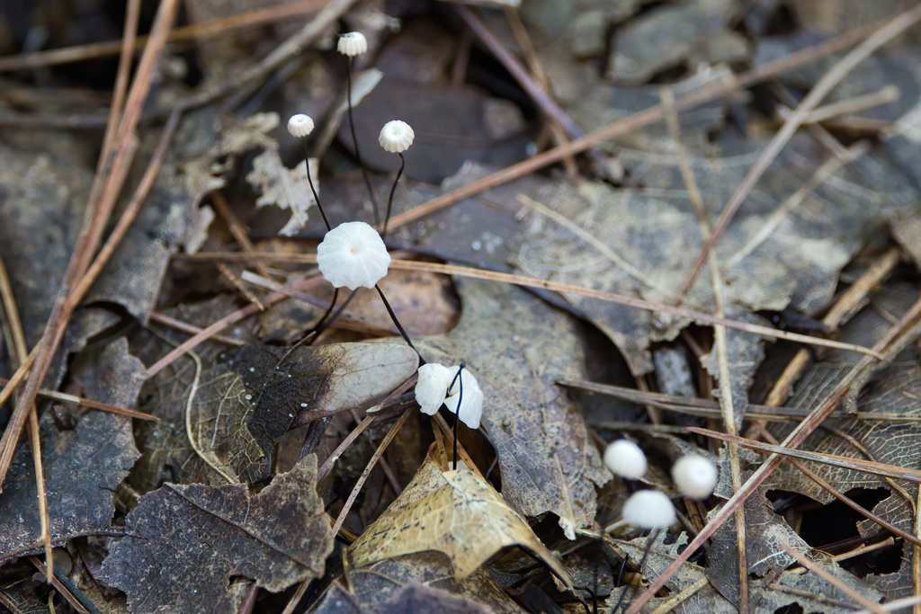 Marasmius capillaris · September 2026 · photo: Photo: (c) Lauren McLaurin, some rights reserved (CC BY) · iNaturalist