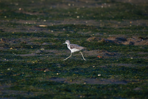 Common Greenshank