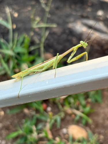Arizona Mantis