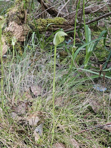 Pterostylis curta, photograph 3