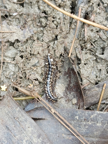 Orthomorphella pekuensis