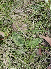 Pterostylis curta, photograph (c) Michael McBain, some rights reserved (CC BY)