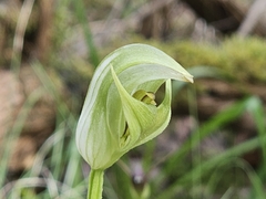 Pterostylis curta, photograph (c) Michael McBain, some rights reserved (CC BY)