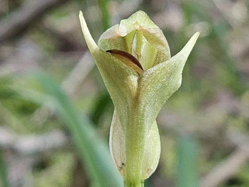 Pterostylis curta, photograph 6